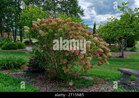 Eine jahreszeitliche Farbänderung an einem Hortentensie-Busch von hellweiß zu grün, dann rosa Farben in einem Garten im Spätsommer bis in den Herbst Stockfoto