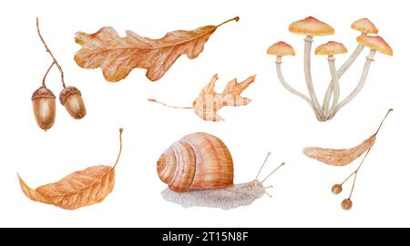 Set aus trockenen braunen Blättern, Lindensamen, Eichenholz, Schnecke. Aquarell handgezeichnete Illustration des Waldpflanzenelements. Realistische Clip-Art mit Blumenmuster für Stockfoto