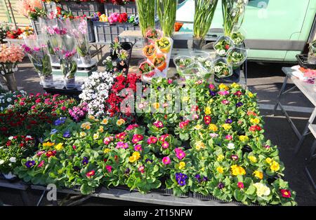 Setzlinge und Blumentöpfe blühen im Frühjahr zum Verkauf auf dem lokalen Straßenmarkt Stockfoto