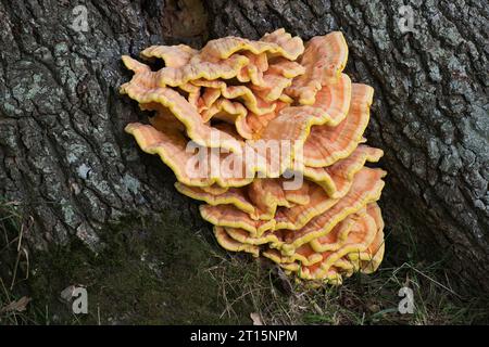 Waldpilze (Laetiporus sulphureus), die auf einer Reifen Englischen Eiche wachsen Stockfoto