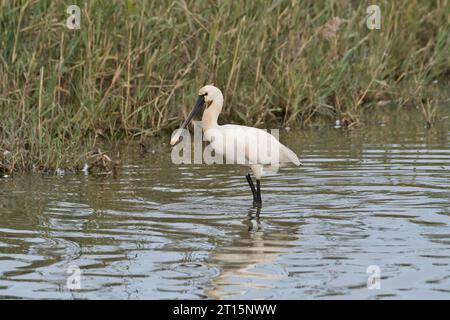 Eurasischer Löffler (Platalea leucorodia) Stockfoto