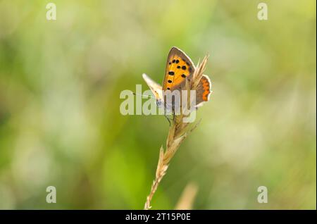 Kleiner Kupferschmetterling (Lycaena phlaeas) auf einem Grasblatt im Herbst Stockfoto