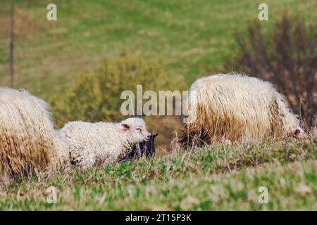 Schafherde auf dem Hügel im Frühjahr. Ländliche Gegend des ukrainischen Hochlands. Lamm unter der Herde Stockfoto