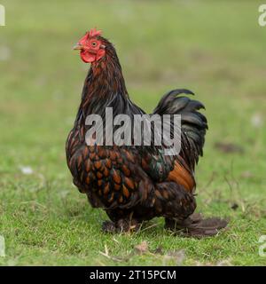 Pekin-Bantam-Hahn mit Schokoladenschnürung Stockfoto