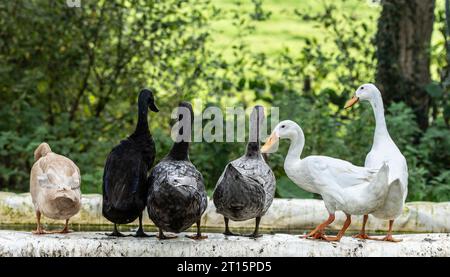 Enten in einer Reihe Stockfoto