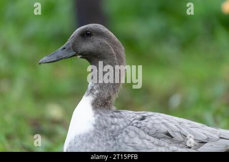 Blaue schwedische Ente Stockfoto