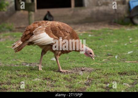 Freilandputen Stockfoto