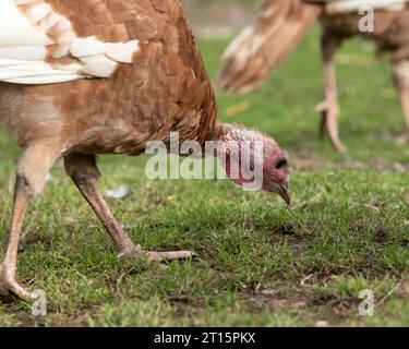 Freilandputen Stockfoto