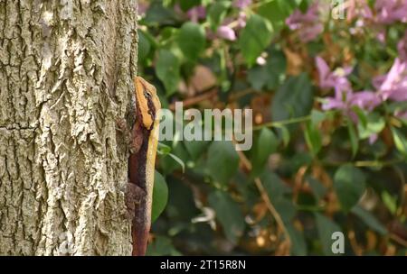 Ein Nahaufnahme eines Peninsular Rock Agamas oder South Indianrock Agamas auf Baumrinde Stockfoto