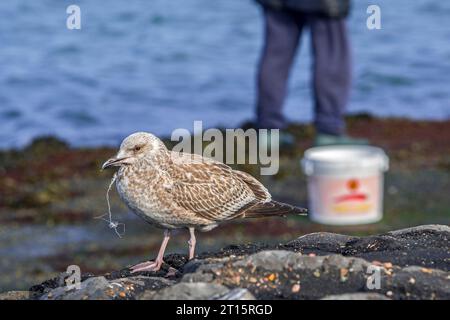 Verletzte junge europäische Heringsmöwe (Larus argentatus) mit Angelschnur und Fischhaken im Schnabel vor Seangler Stockfoto