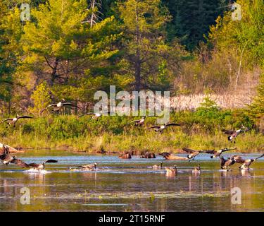 Gruppe von Kanadiengänsen, die im Wasser landen, mit Nadelbaumhintergrund in ihrer Umgebung und ihrem Lebensraum. Vogelherde. Kanadische Gänse. Stockfoto