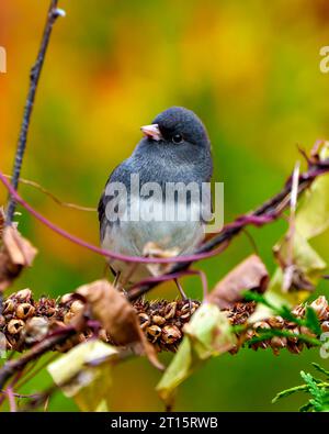 Junco Nahprofil Vorderansicht auf einer getrockneten Mauleinstielpflanze mit farbenfrohem Hintergrund in ihrer Umgebung und ihrem Lebensraum. Stockfoto