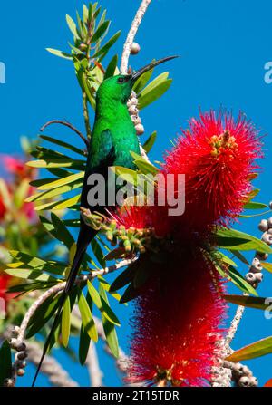 Ein männlicher Malachite sunbird (Nectarinia famosa) im Zuchtgefieder zeigt seine gebürstliche röhrenförmige Zunge. Stockfoto