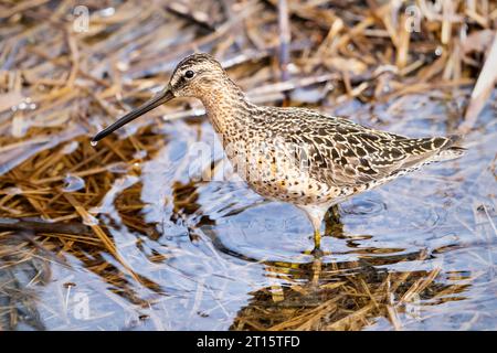 Dowitcher auf der Suche nach Marsch in SüdzentralAlaska. Stockfoto