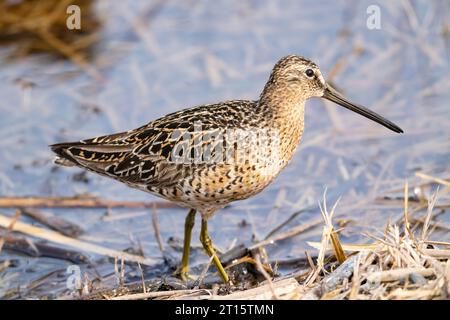 Dowitcher auf der Suche nach Marsch in SüdzentralAlaska. Stockfoto