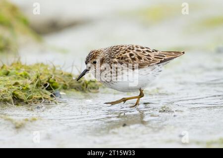 Am wenigsten sucht Sandpiper im Wattenmeer in der Hartney Bay in SüdzentralAlaska. Stockfoto