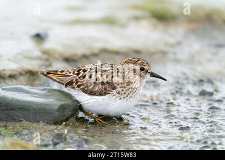 Am wenigsten sucht Sandpiper im Wattenmeer in der Hartney Bay in SüdzentralAlaska. Stockfoto