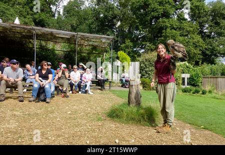 Besucher beobachten eine Frau, die den jungen Sibirischen Uhu Bubo Bubo yenisseensis hält, die auf Baumstumpf sitzt Cotswold Falconry Centre Batsford UK Stockfoto