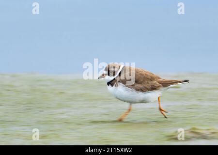 Halbpalmierter Plover, der auf Wattflächen in SüdzentralAlaska läuft. Stockfoto