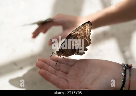 Schmetterlinge sitzen auf den Händen einer Person Stockfoto