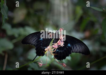 Schwarzer und roter Schmetterling auf einer Fuchsieblume Stockfoto