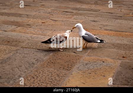 Vogel-Liebe Stockfoto