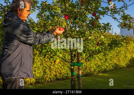 Mann pflückt Reifen roten Apfel vom Apfelbaum an sonnigen Herbsttagen. Gesundes Lebensmittelkonzept. Stockfoto