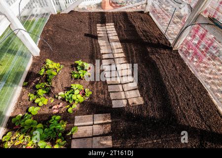 Erdbeerpflanzen und frisch gekochter Gemüsegarten. Stockfoto