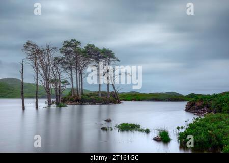 Sehr alte Kiefern in Loch Assynt, Sutherland, Schottland. Stockfoto