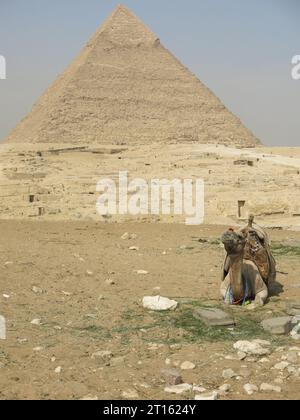 Bilder von Ägypten: Ein kniendes Kamel in der Wüste vor der Großen Pyramide am Pyramidenkomplex von Gizeh südlich von Kairo. Stockfoto