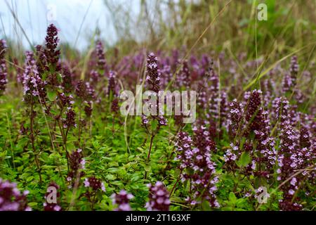 Lila Blumen Stockfoto