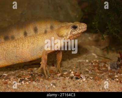 Unterwasser-Nahaufnahme eines männlichen Wassers, weiß, abnormer italienischer Kammmolch, Triturus carnifex in einem Aquarium Stockfoto