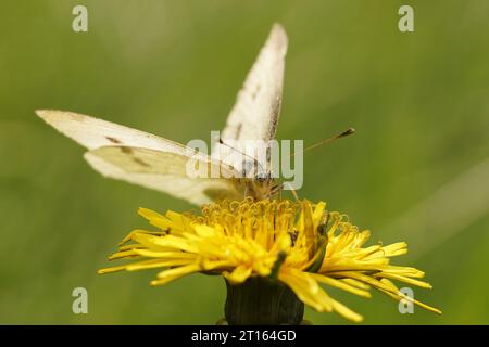 Natürlicher niedriger Winkel, selektiver Fokus, Nahaufnahme des kleinen weißen Schmetterlings, Pieris rapae auf einer gelben Blume Stockfoto