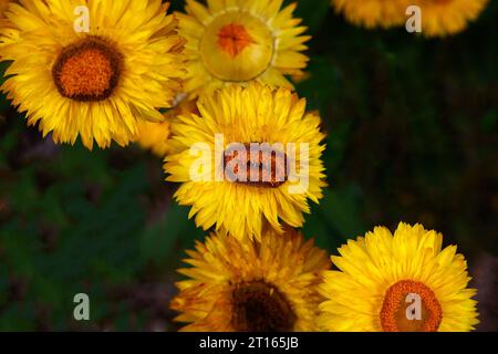 Nahaufnahme der goldgelben Sommerblühpflanze helichrysum bracteatum, Xerochrysum bracteatum, Bracteantha bracteata. Stockfoto