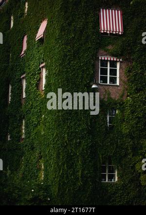 Eine Außenaufnahme eines historischen Apartmentkomplexes mit einem kunstvollen Uhrenturm, bedeckt mit Efeu Stockfoto