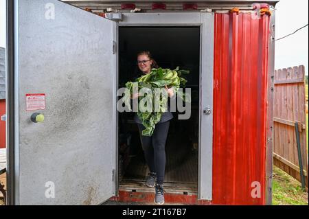 Eine Frau trägt Blumenkohl aus dem Laden. Kohleernte auf Burger's Farm in Trommeln, Pennsylvania. Burger's Family Farm arbeitet mit anderen Bauern in der Gemeinde zusammen, um eine Vielzahl von Obst und Gemüse zu verkaufen. Stockfoto