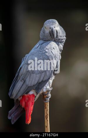 Ein Porträt eines afrikanischen grauen Papageiens, wie er oben auf einem alten Stock steht. Mit dunklem Hintergrund mit Platz für Text aufgenommen, ist der Vogel Looki Stockfoto