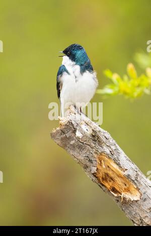 Die Baumschwalbe thront in Potter Marsh im Süden Alaskas. Stockfoto