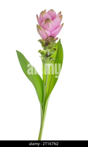 Curcuma Blume isoliert auf weißem Hintergrund Stockfoto