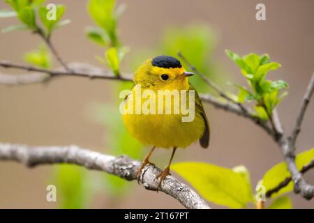 Wilson's Warbler thront im Chugach National Forest in SüdzentralAlaska. Stockfoto