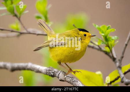 Wilson's Warbler thront im Chugach National Forest in SüdzentralAlaska. Stockfoto