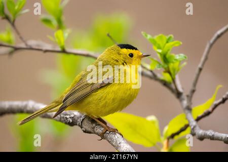 Wilson's Warbler thront im Chugach National Forest in SüdzentralAlaska. Stockfoto