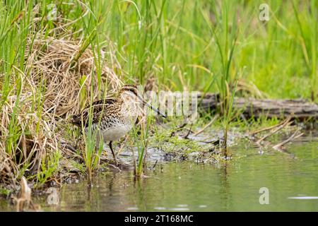 Wilson's Snipe auf der Suche in Sümpfen in SüdzentralAlaska. Stockfoto