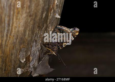 Vanessa atalanta Familie Nymphalidae Gattung Vanessa Roter Admiral Schmetterling wilde Natur Insekten Fotografie, Bild, Tapete Stockfoto