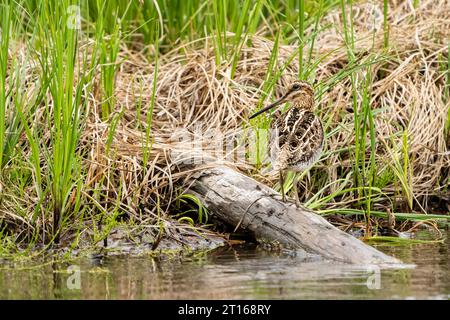 Wilson's Snipe auf der Suche in Sümpfen in SüdzentralAlaska. Stockfoto