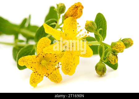 Johanniskraut Blüten auf weißem Hintergrund Stockfoto