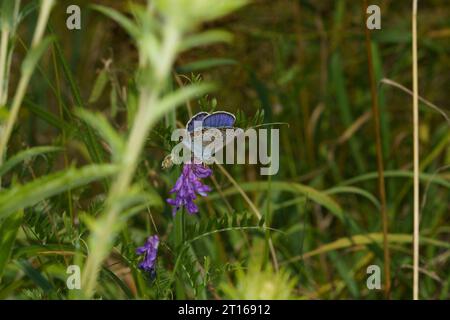 Plebeius argyrognomon Familie Lycaenidae Gattung Plebejus Reverdins blauer Schmetterling wilde Natur Insektenfotografie, Bild, Tapete Stockfoto