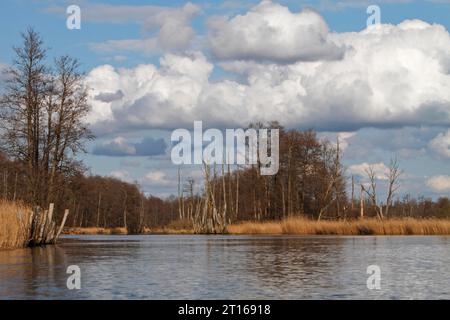 Erlenbäume mit Sumpfwald im Frühjahr mit Schilf am Ufer der Peene, Peene Valley River Landscape Naturpark, Mecklenburg-Western Stockfoto