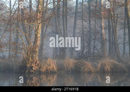 Erlenwald mit Totholz im Nebel auf der Peene, Brutgebiet des Krans (Grus grus), Peene Valley River Landscape Naturpark Stockfoto