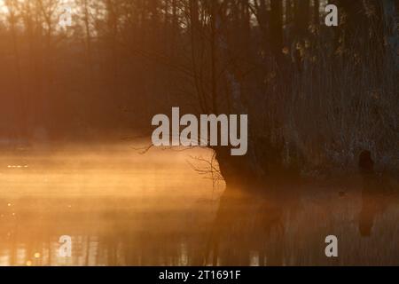 Erlenwald mit Totholz im Nebel bei Sonnenaufgang auf der Peene, Brutgebiet des Krans (Grus grus), Peene Valley River Landscape Naturpark Stockfoto